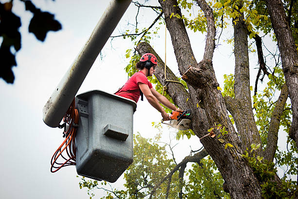 Best Lawn Dethatching Services  in USA